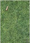 LawnPMfinalCorkscrew1
